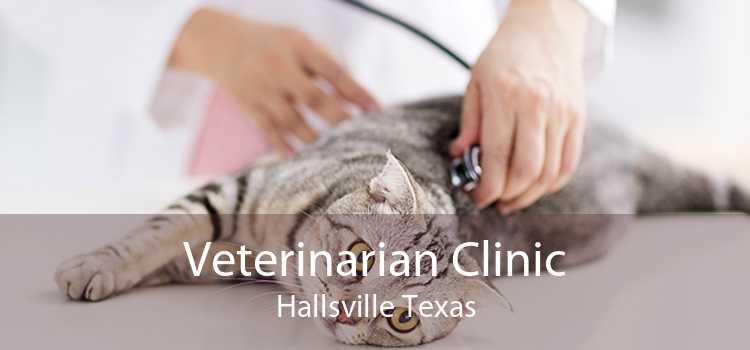 Veterinarian Clinic Hallsville Texas