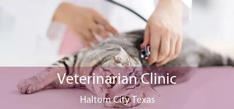 Veterinarian Clinic Haltom City Texas