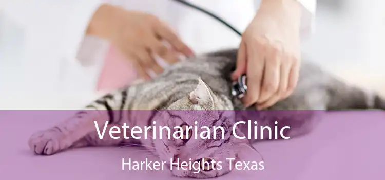 Veterinarian Clinic Harker Heights Texas