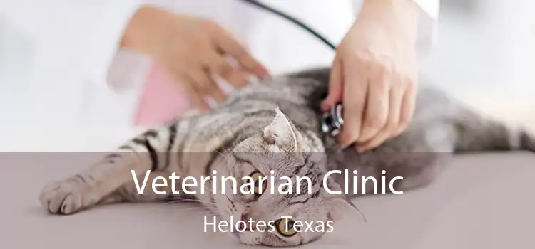 Veterinarian Clinic Helotes Texas