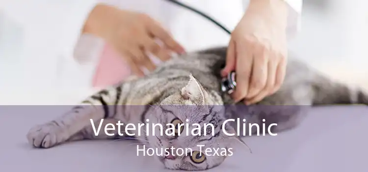 Veterinarian Clinic Houston Texas