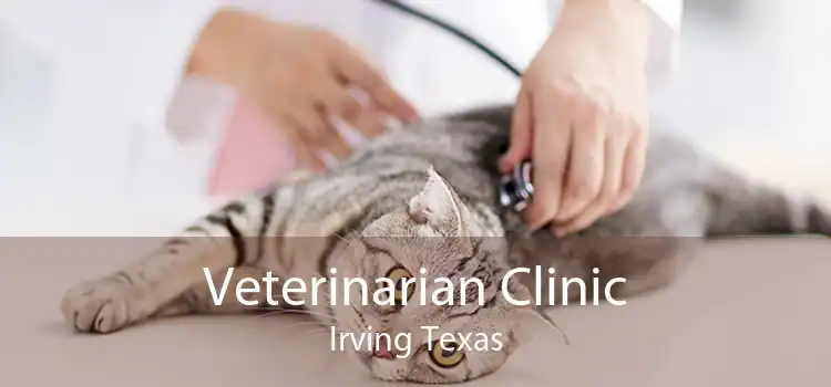 Veterinarian Clinic Irving Texas