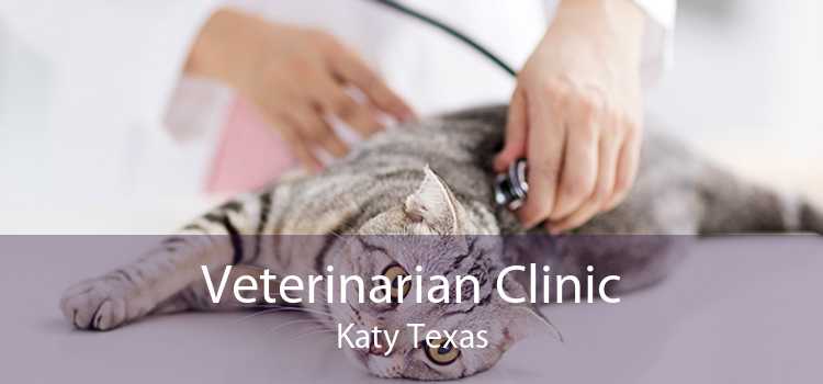 Veterinarian Clinic Katy Texas