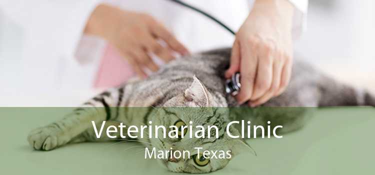 Veterinarian Clinic Marion Texas