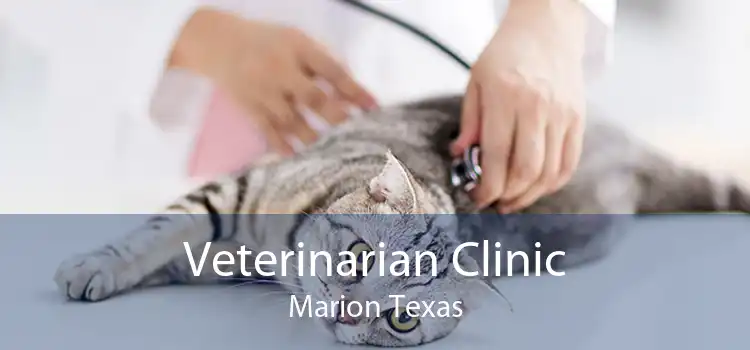 Veterinarian Clinic Marion Texas