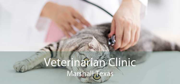 Veterinarian Clinic Marshall Texas