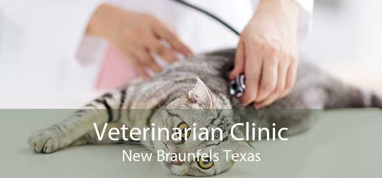 Veterinarian Clinic New Braunfels Texas