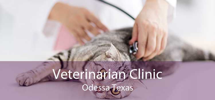 Veterinarian Clinic Odessa Texas