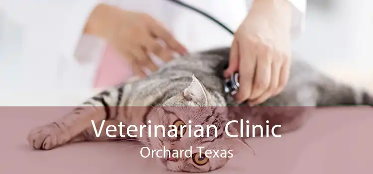 Veterinarian Clinic Orchard Texas