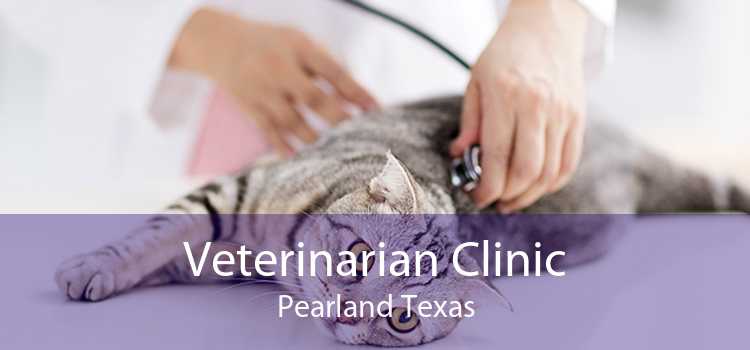 Veterinarian Clinic Pearland Texas