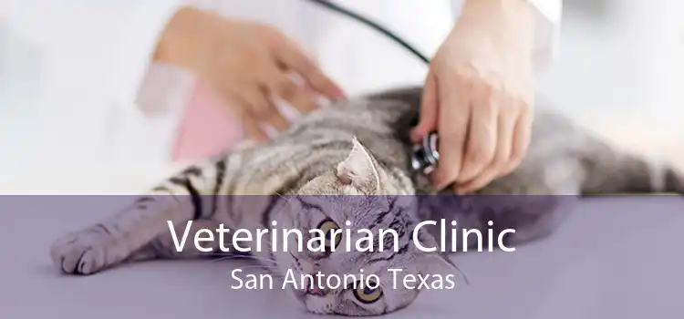 Veterinarian Clinic San Antonio Texas