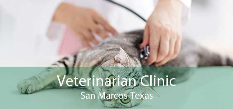 Veterinarian Clinic San Marcos Texas