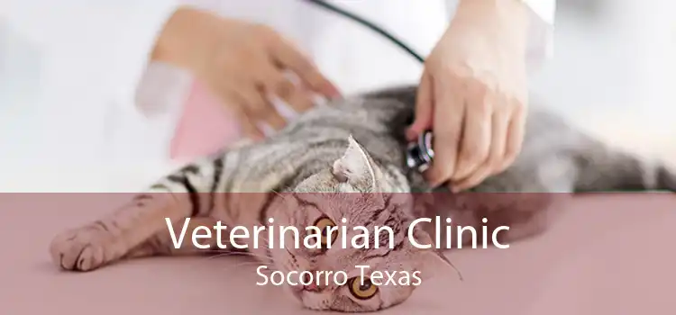 Veterinarian Clinic Socorro Texas