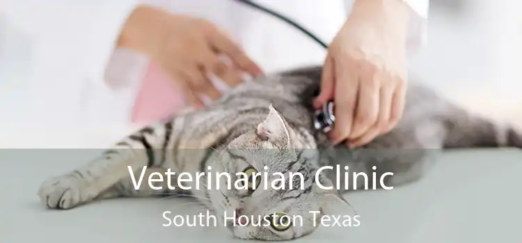 Veterinarian Clinic South Houston Texas