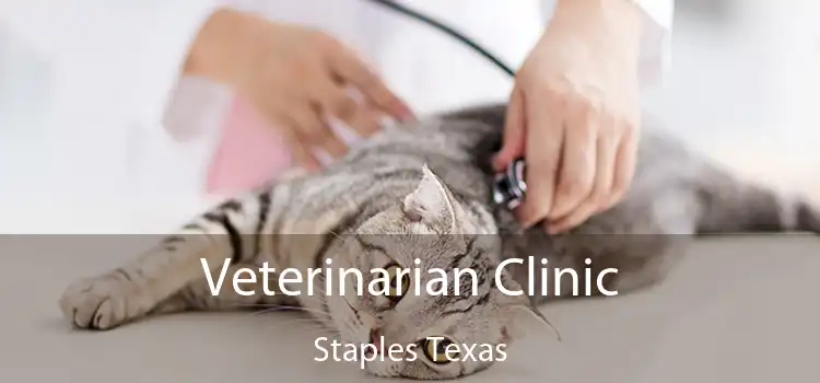 Veterinarian Clinic Staples Texas