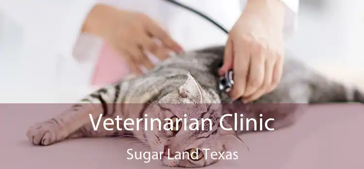 Veterinarian Clinic Sugar Land Texas