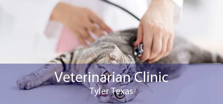 Veterinarian Clinic Tyler Texas