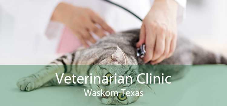 Veterinarian Clinic Waskom Texas