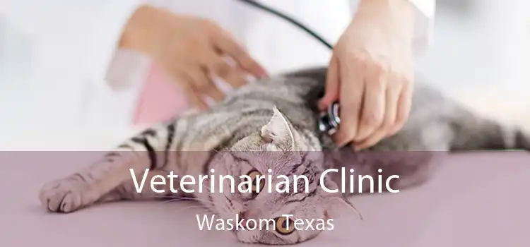 Veterinarian Clinic Waskom Texas