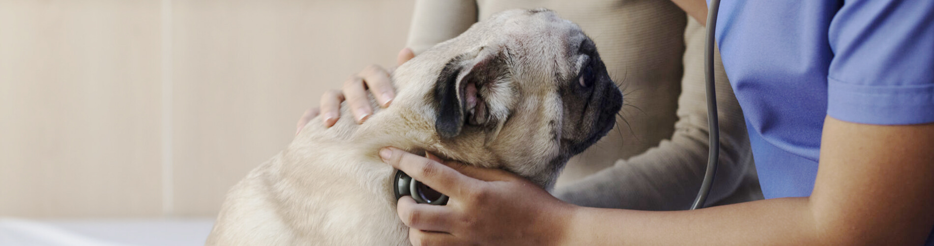 Animal Hospital Waco Small, Affordable, And Emergency Animal Hospital