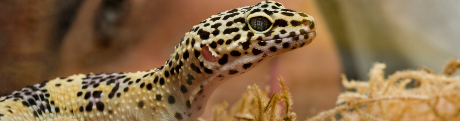 Reptile Vet Flower Mound 24 Hour Reptile Vet Near Me