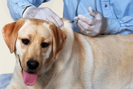 vet for dog vaccination in North Houston