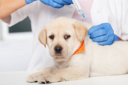 vet for dog vaccination