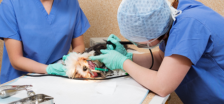 animal hospital veterinary operation